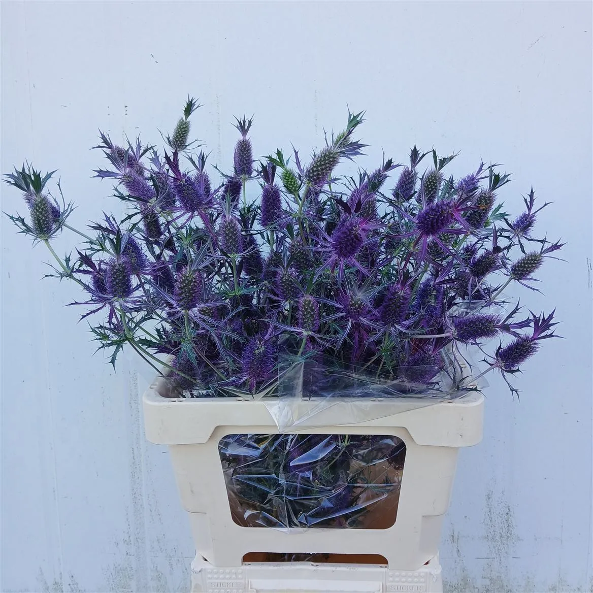 Eryngium Butterfly • 65 cm