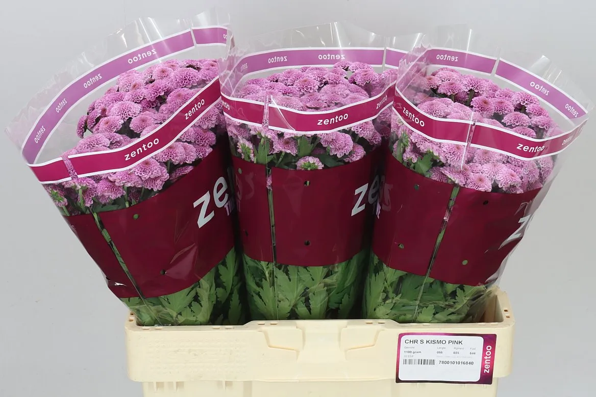 Chryzantéma santini Kismo Pink • 55 cm