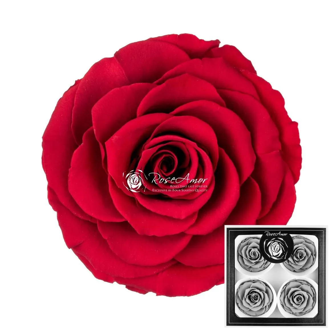 Stabilizovaná ruža Bella ⌀ 7 cm, červená RED02
