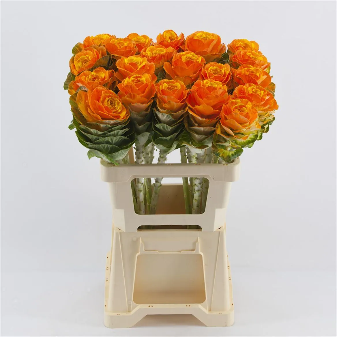Brassica Painted Orange Yellow • 60 cm