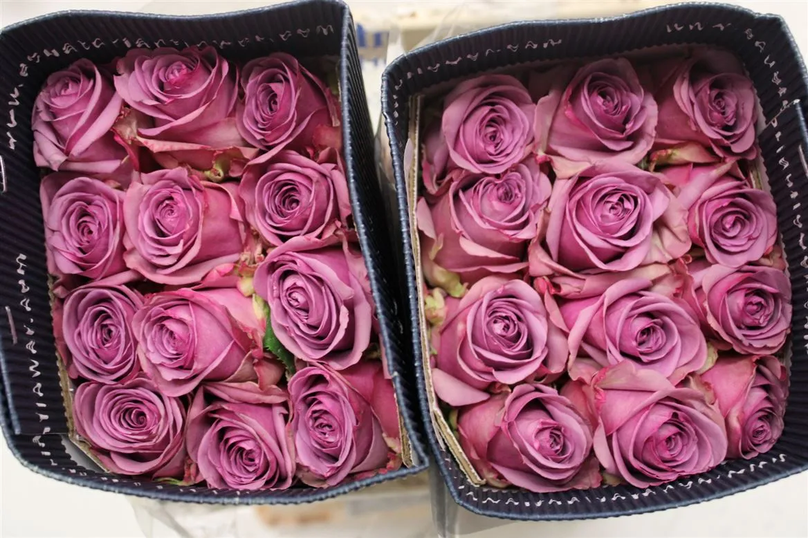 Rosa Gr Ec Cool Water • 40 cm