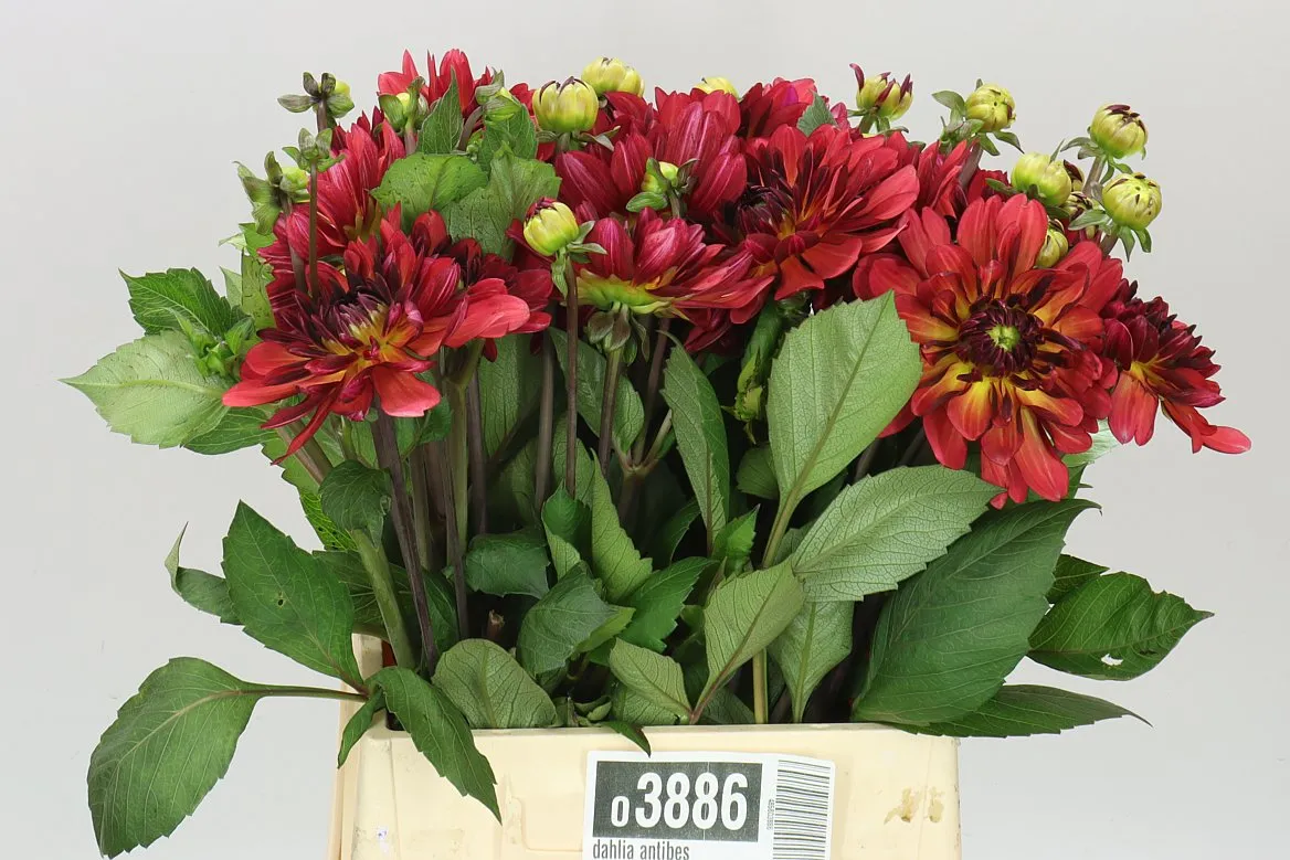 Dahlia Antibes • 50 cm