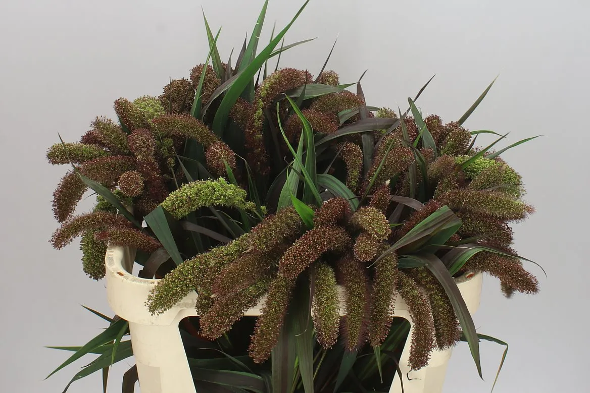 Setaria It Red Jewel • 75 cm