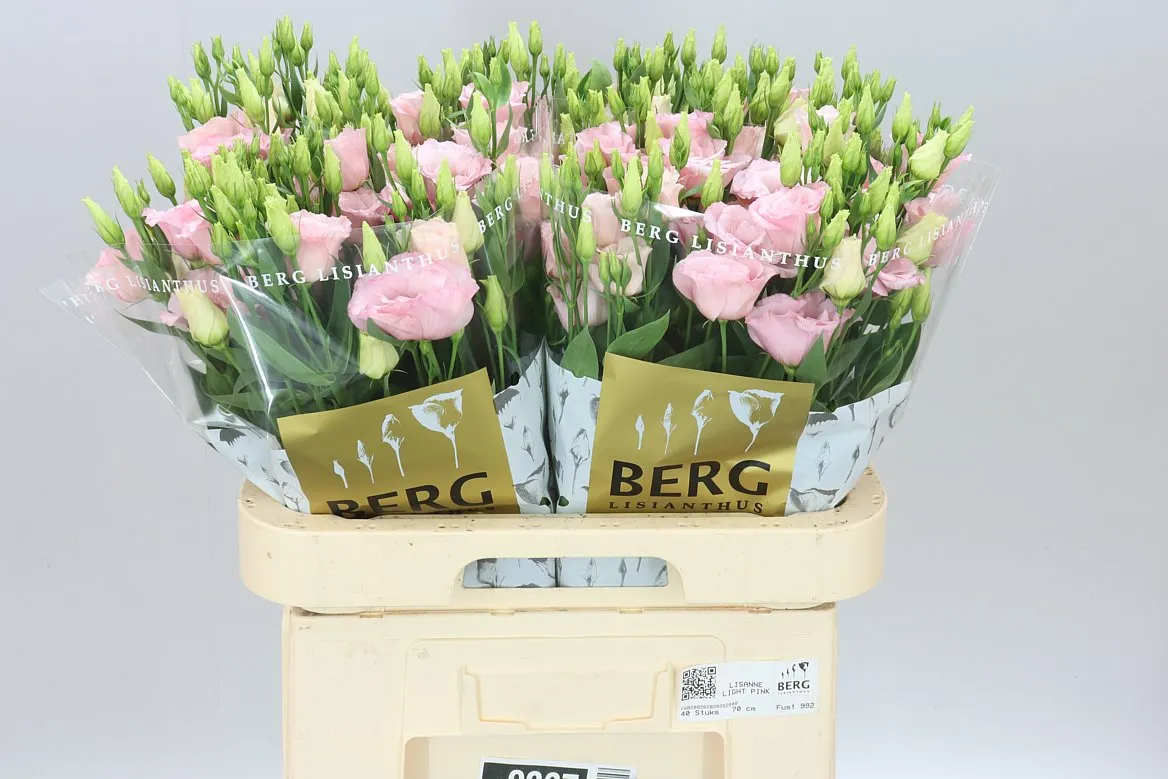 Eust Du Lisanne L Pink • 70 cm