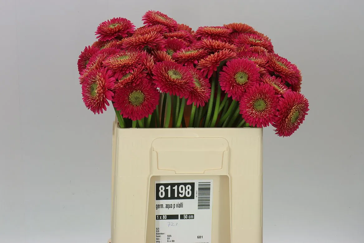 Germini Aqua P Vialli • 50 cm