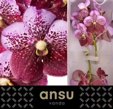 Orchidea Vanda Divana Pink Mahoga • 30 cm