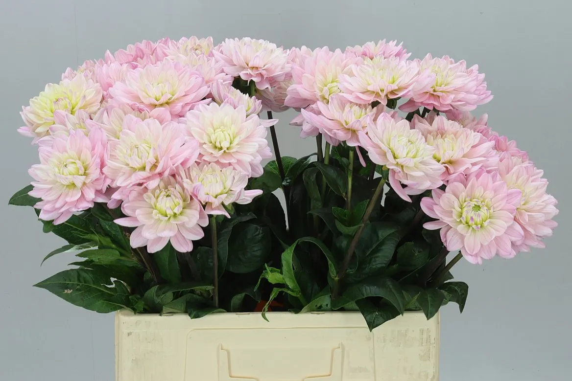 Dahlia Princess Kate • 60 cm
