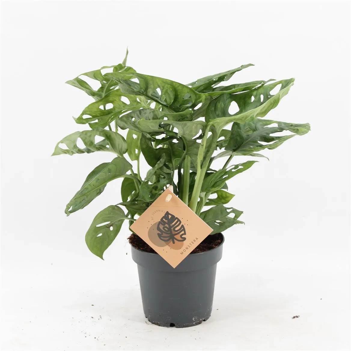 Monstera Monkey Leaf • črepník 12 cm