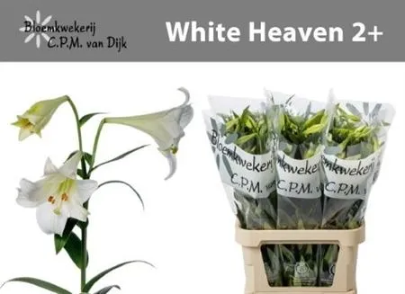 Lil Lf White Heaven 2+ • 95 cm