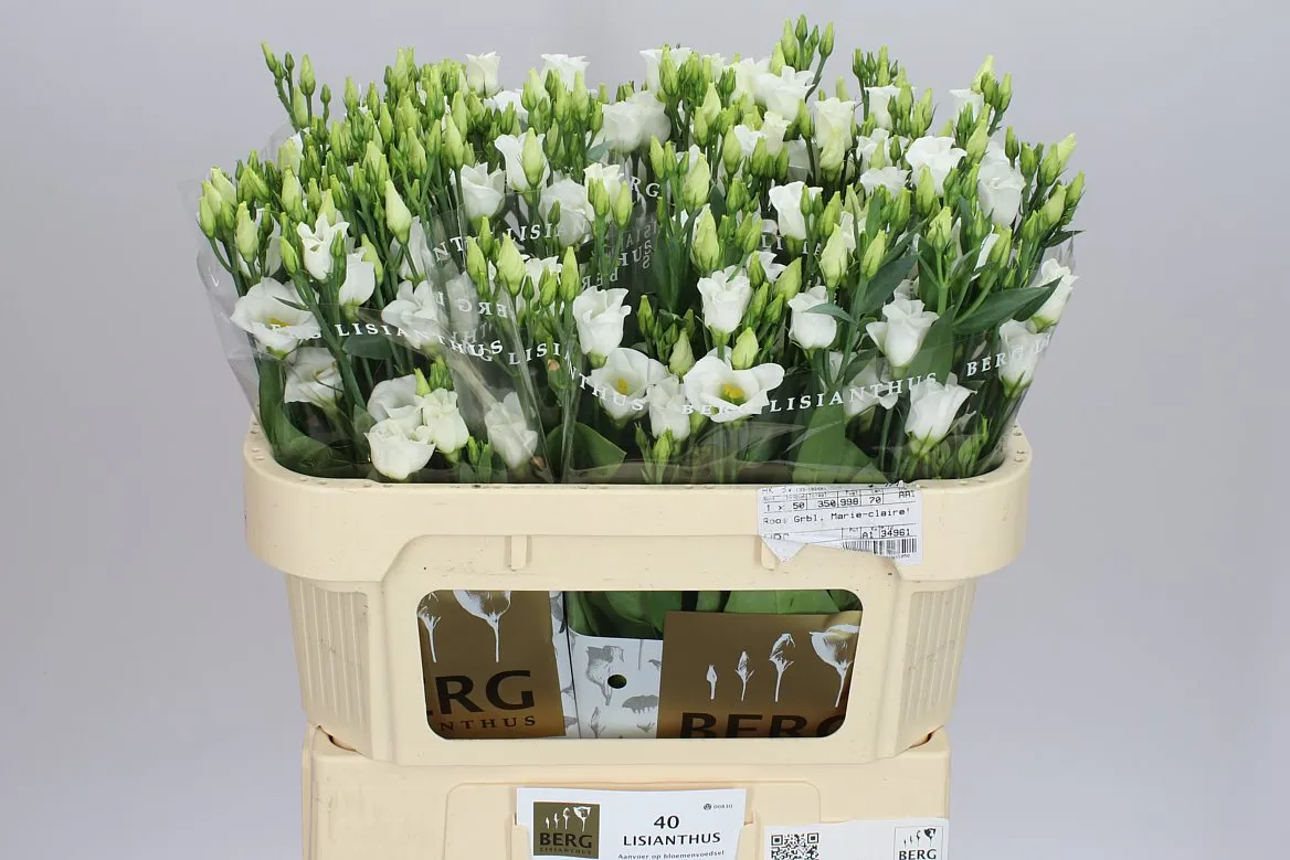 Eustóma jednoduchá Piccolo White • 72 cm