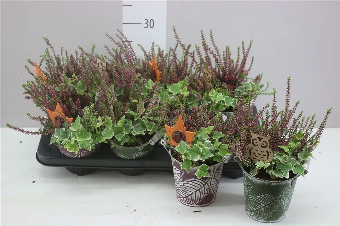 Arr Tuinplanten In Zink • črepník 12 cm