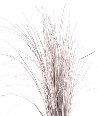 Beargrass Champagne • 60 cm