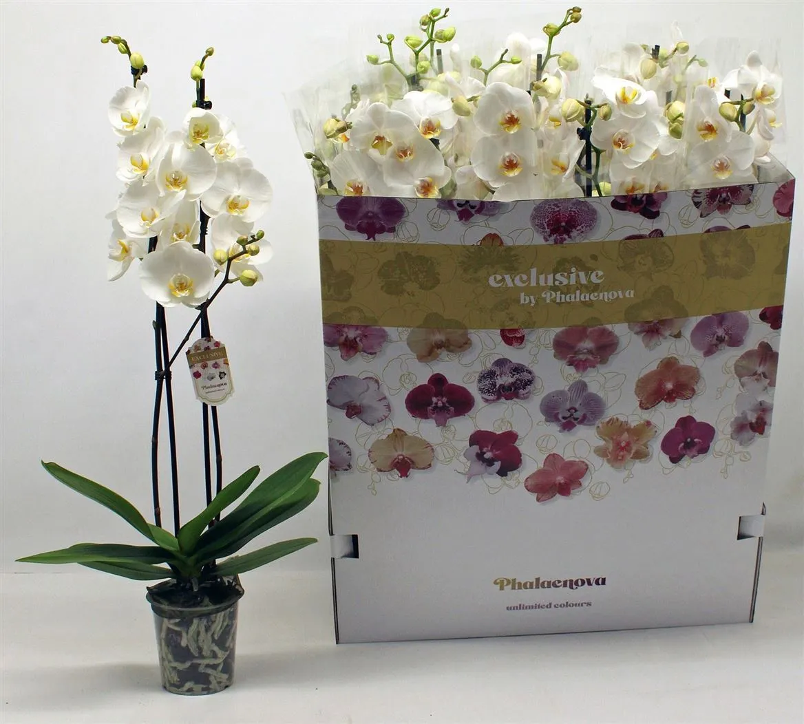 Phal Wit 2 Tak 16+ • črepník 12 cm