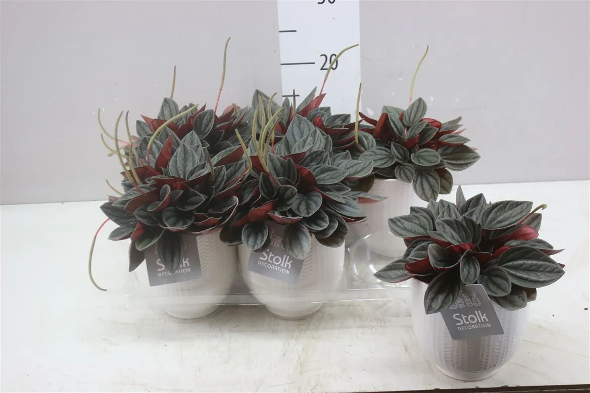 Peperomia Santorini Liv Keramiek • črepník 13 cm