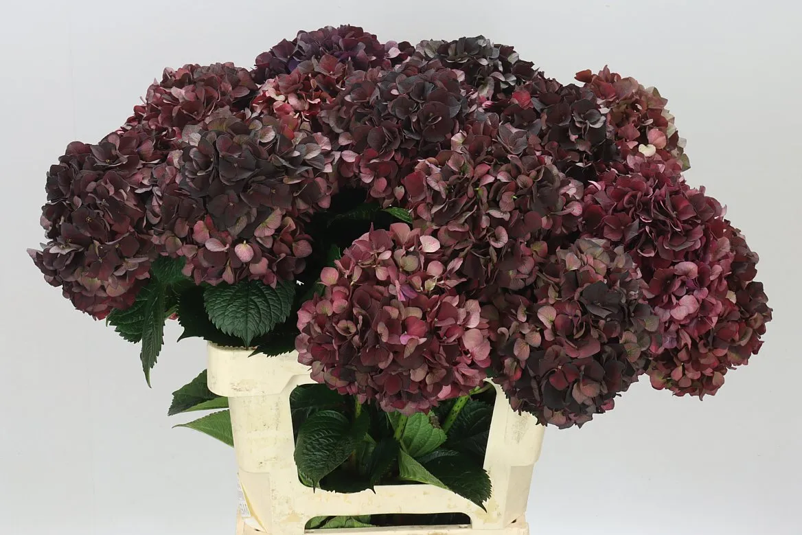 Hyd Black Ruby Classic • 60 cm