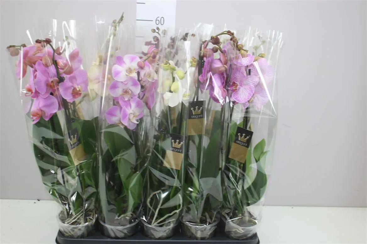 Orchidea Phalaenopsis mix 14+, 2 výhony • črepník 12 cm