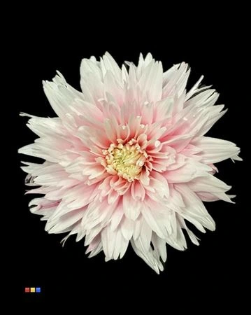 Chryzantéma veľkokvetá Undercover Pastel Pink • 70 cm