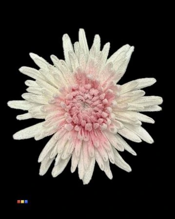 Chryzantéma veľkokvetá Marshmallow Cerise • 70 cm