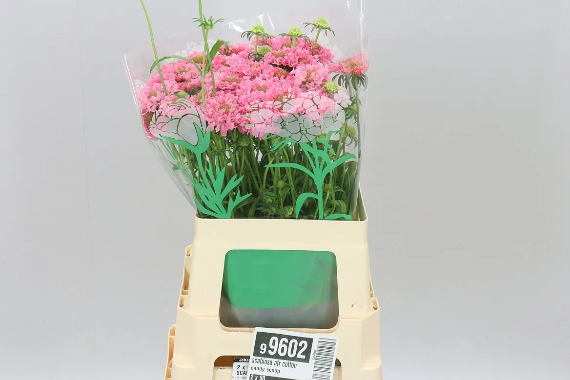 Scabiosa Atr Cotton Candy Scoop • 65 cm