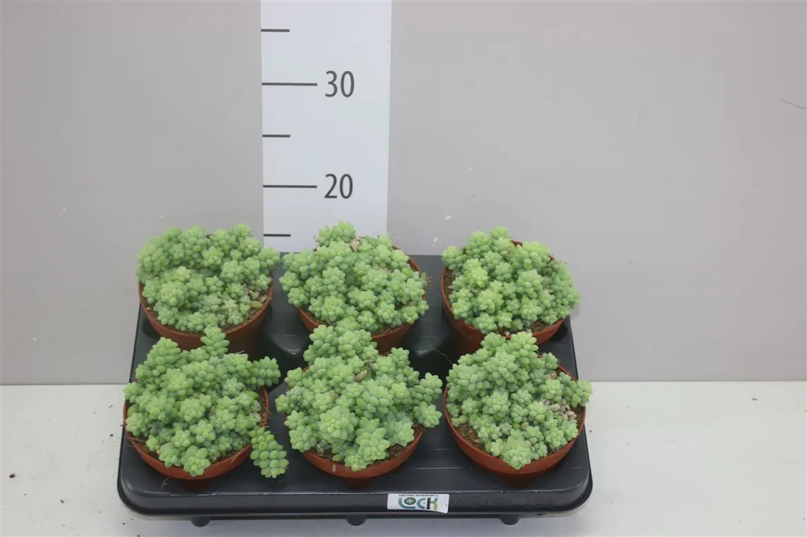 Sedum Burrito • črepník 12 cm
