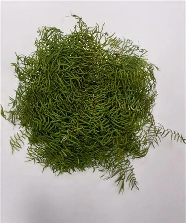 Koraal Bunch