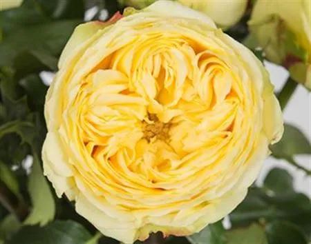 Rosa Gar Catalina • 40 cm