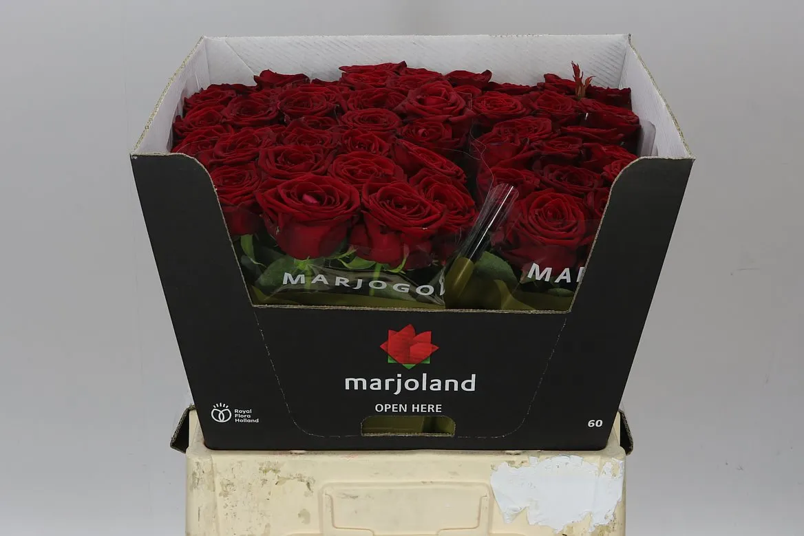 Ruža Red Naomi! Marjo Xl • 60 cm