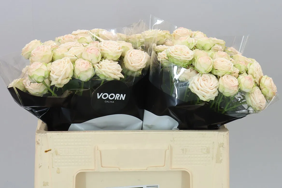 Rosa Tr Galina • 50 cm