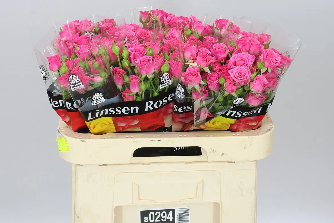 Rosa Tr Lianne X5 • 60 cm