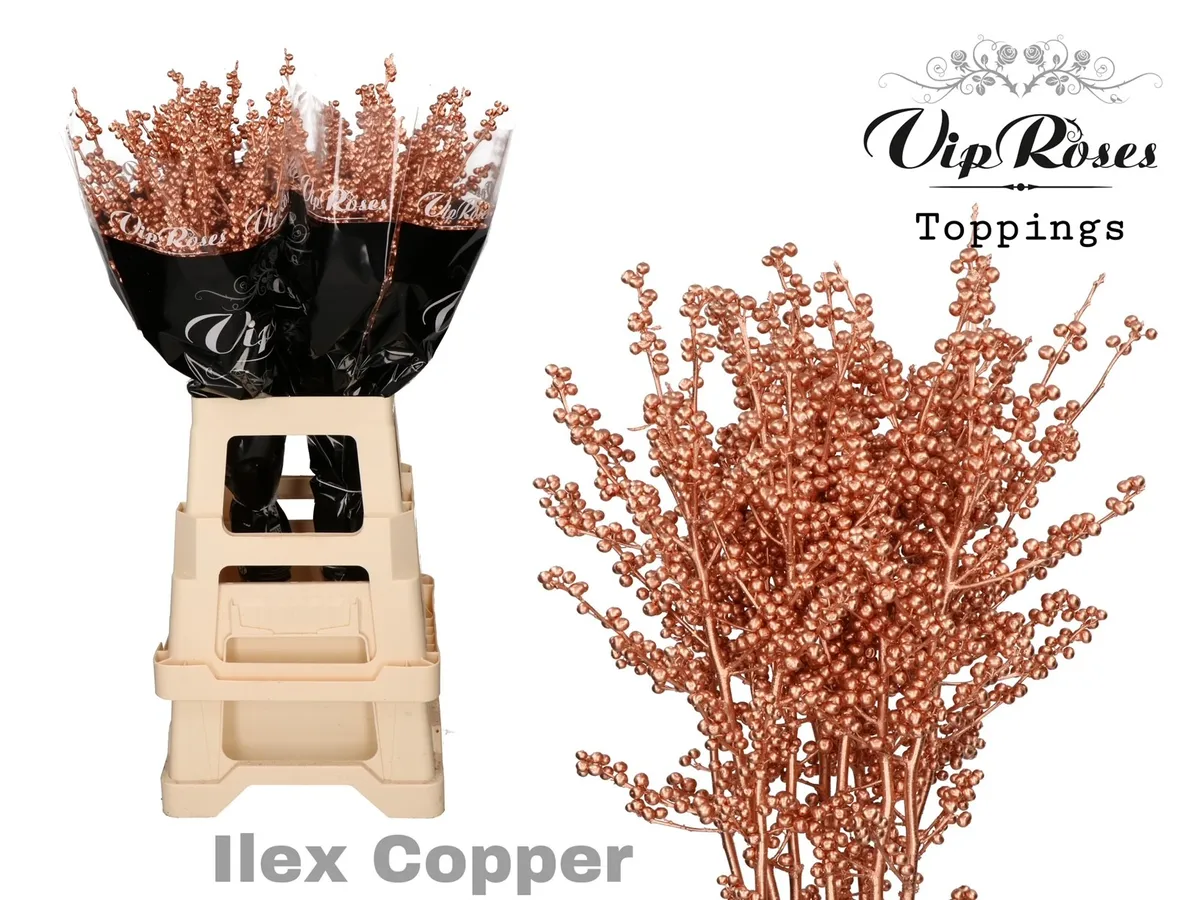 Ilex Copper 70 Cm • 70 cm