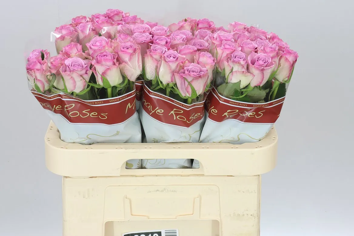 Rosa Gr Thriller • 60 cm