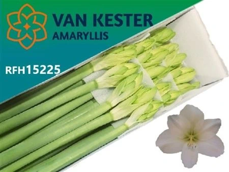 Amarylis Casablanca • 75 cm