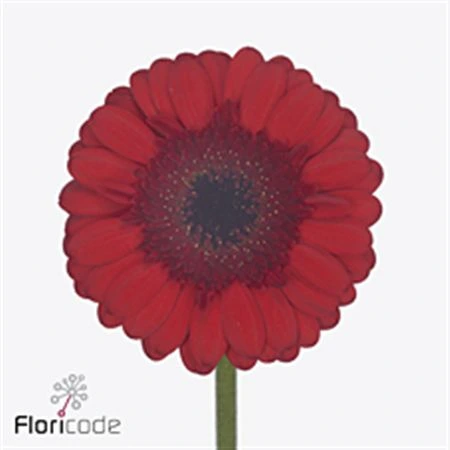 Germini Red Ruby • 45 cm