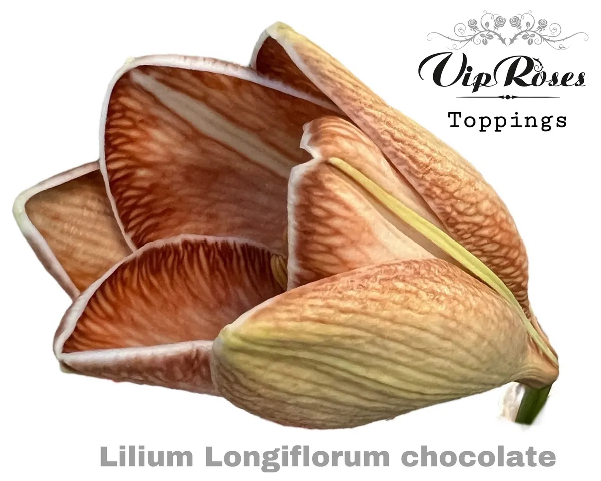 Li Lf Chocolate • 80 cm