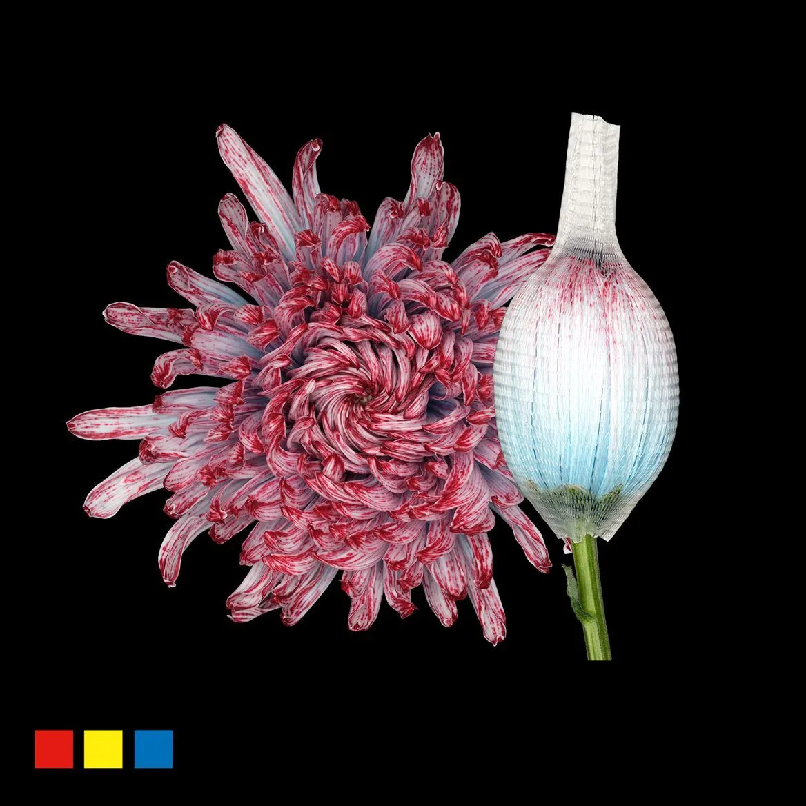 Chryzantéma veľkokvetá Stravina Hollandia • 70 cm
