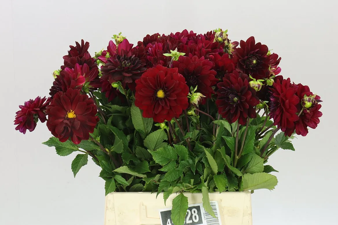 Dahlia Arabian Night • 45 cm