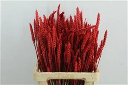 Wheat Red, sušené • 60 cm