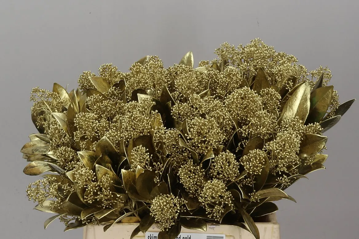 Skimmia farbená Gold • 45 cm