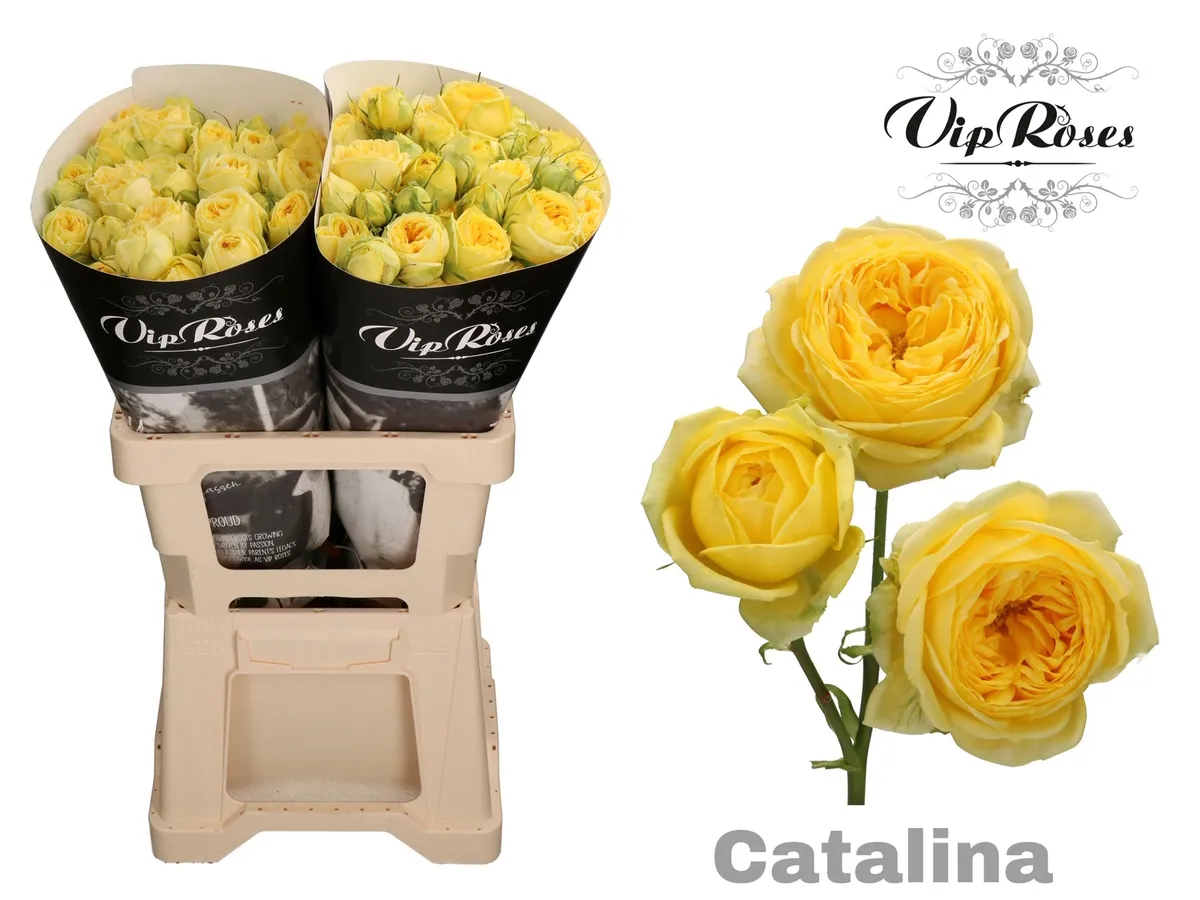 R Tr Catalina • 60 cm