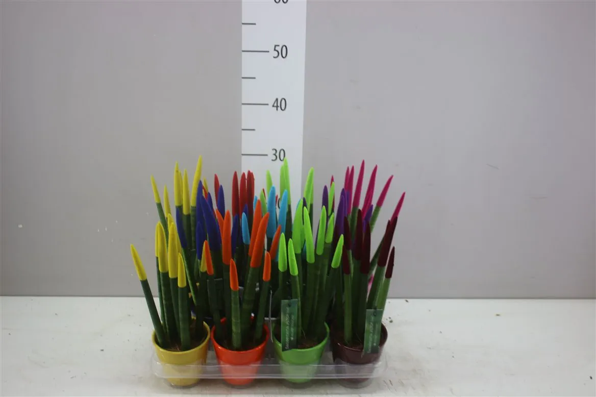 Sansevieria Cylindrica Velvet mix v keramike • črepník 9 cm