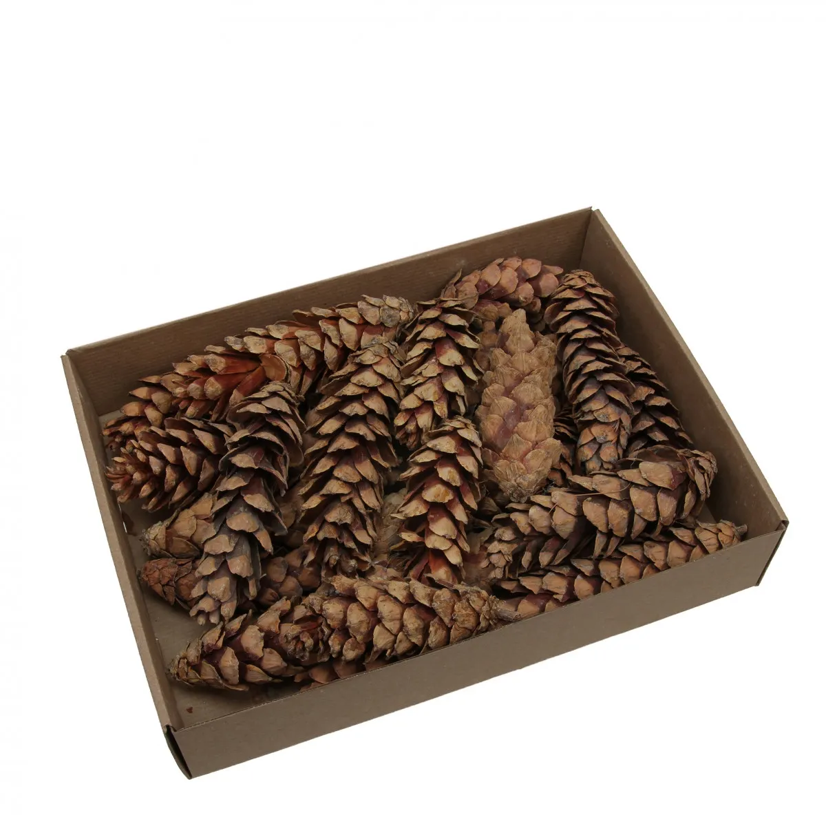 Šiška Strobus 20- 25 cm