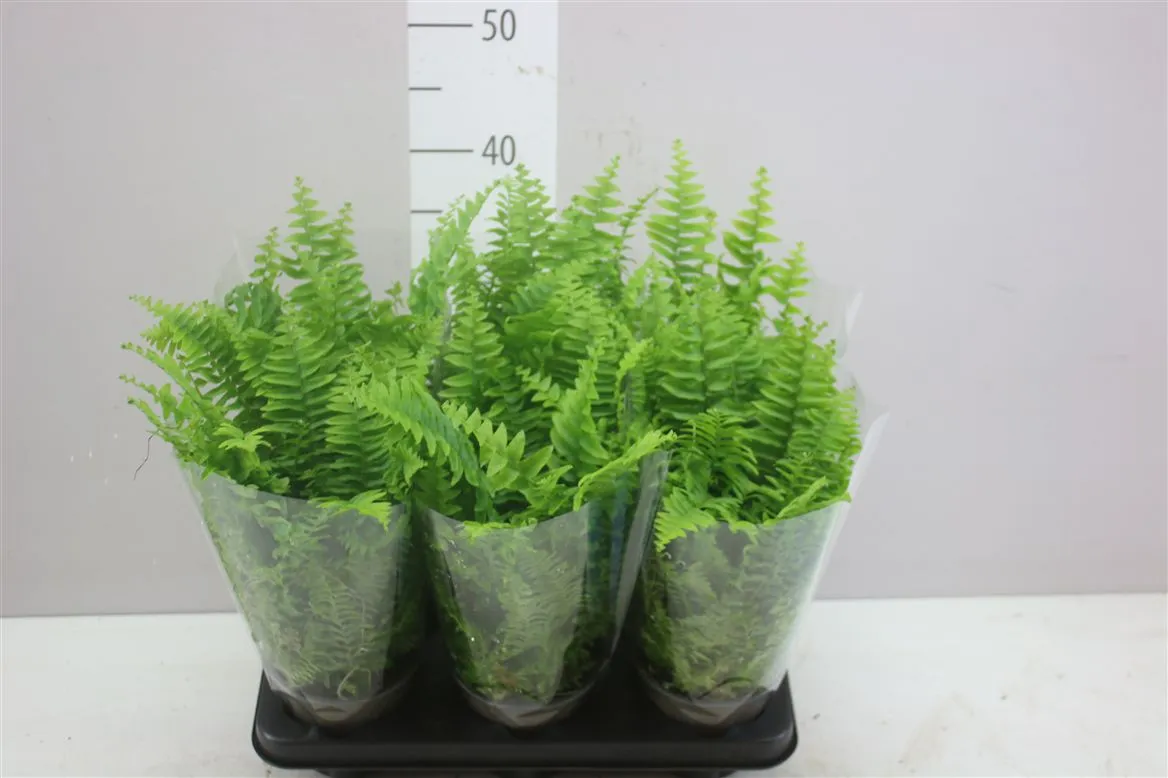 Nephrolepis Ex Vitale • črepník 13 cm