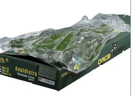Aspidistra L6 Vacuum • 60 cm