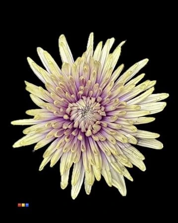 Chryzantéma veľkokvetá Topspin Purple Fresh • 70 cm