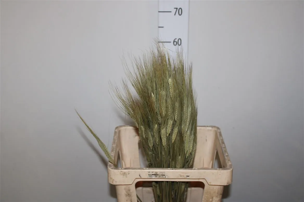 Gerst Barley, sušené