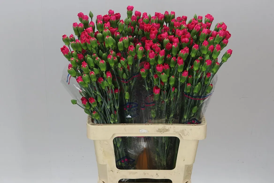 Di Tr Cerise • 65 cm