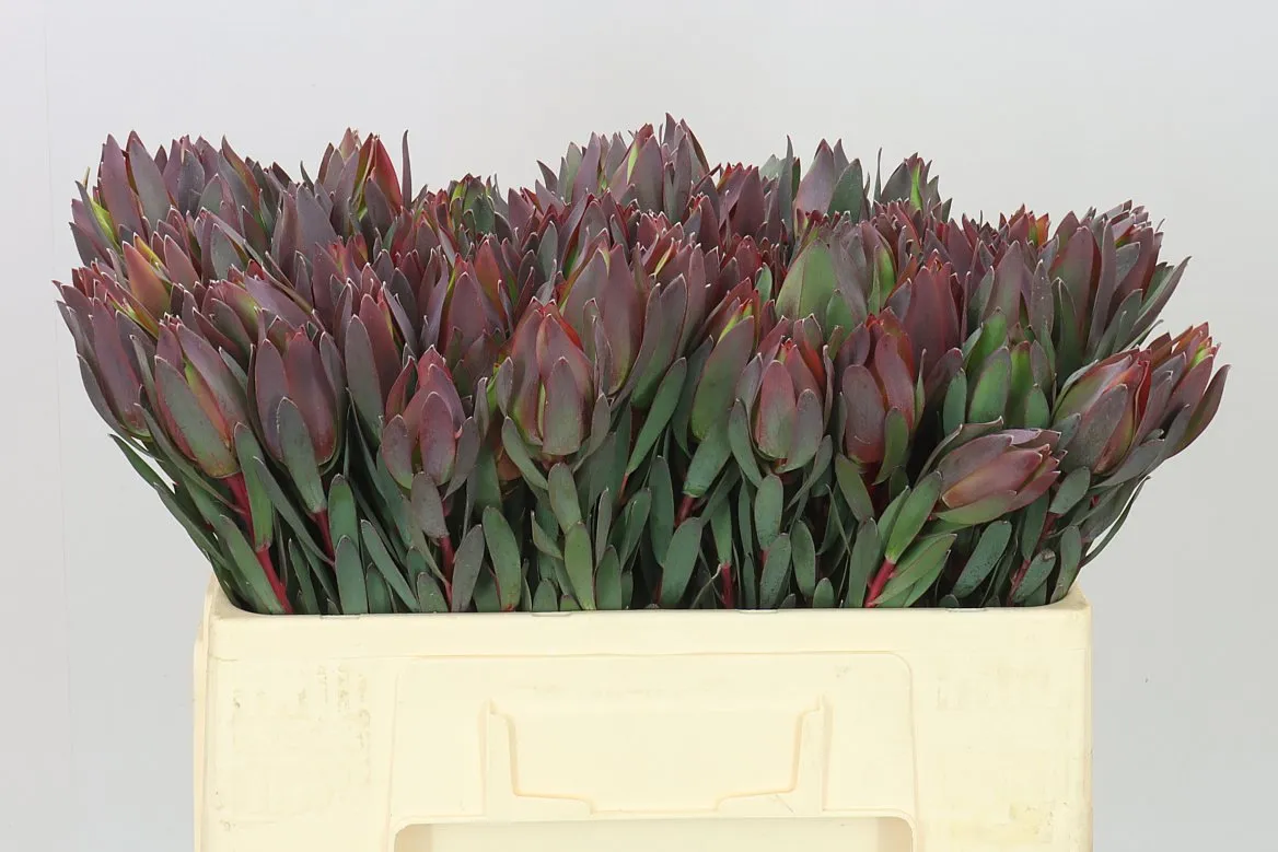 Leucadendron Sixteen Candles • 50 cm