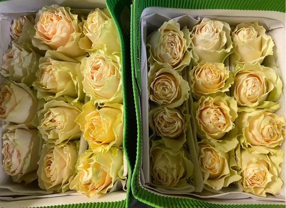 Rosa Gr Ec Cream Carpediem • 50 cm