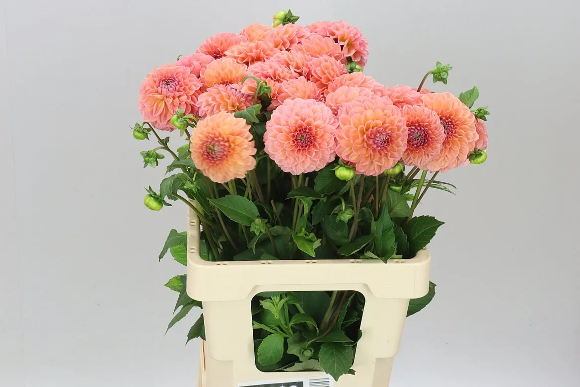 Dahlia Linda's Baby Ex • 60 cm