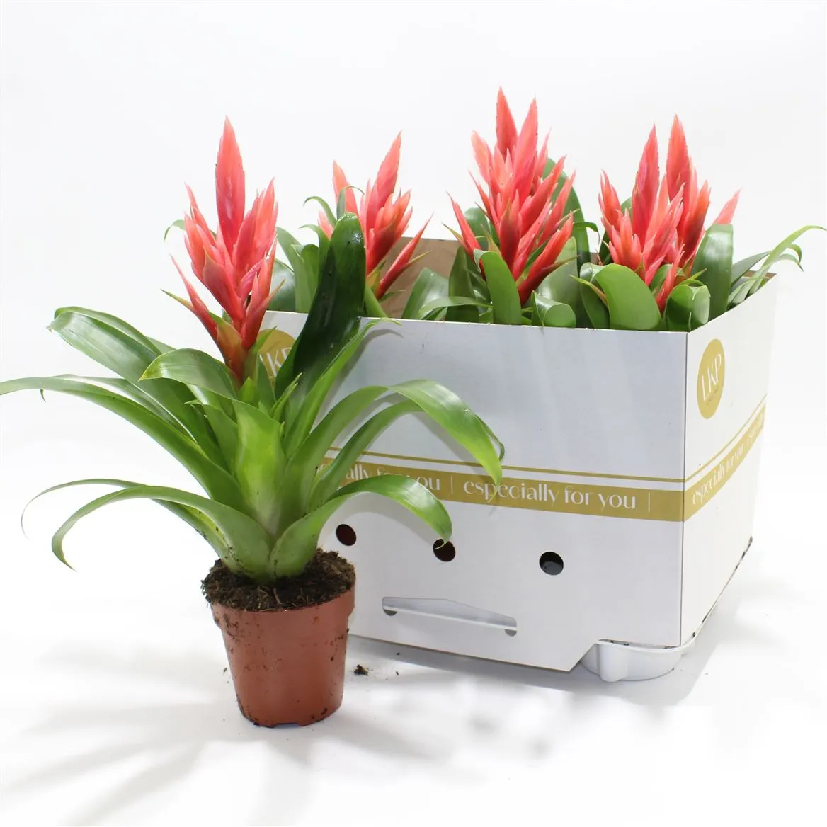 Tillandsia Ziva • črepník 12 cm